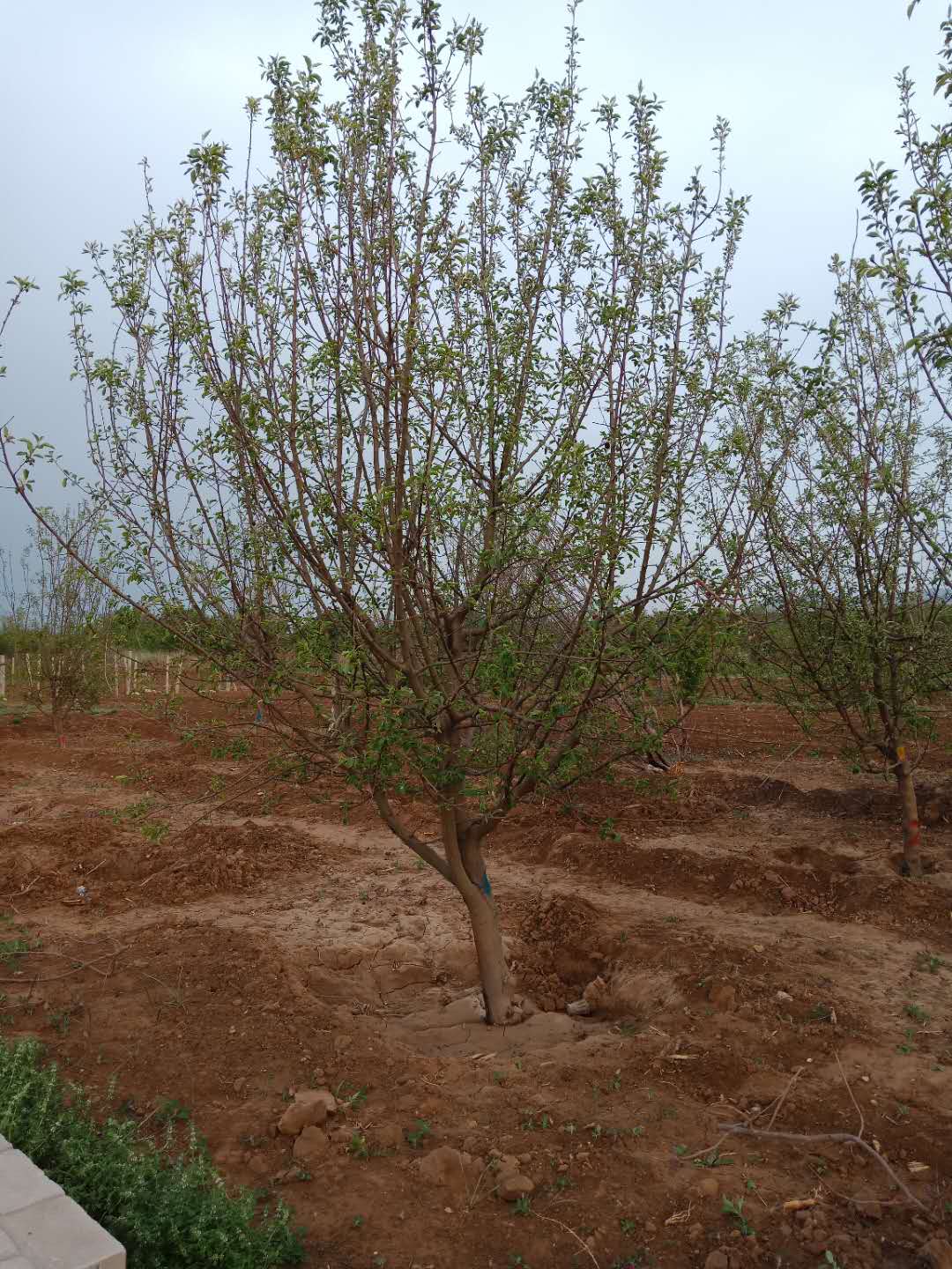 新疆杨种植方法