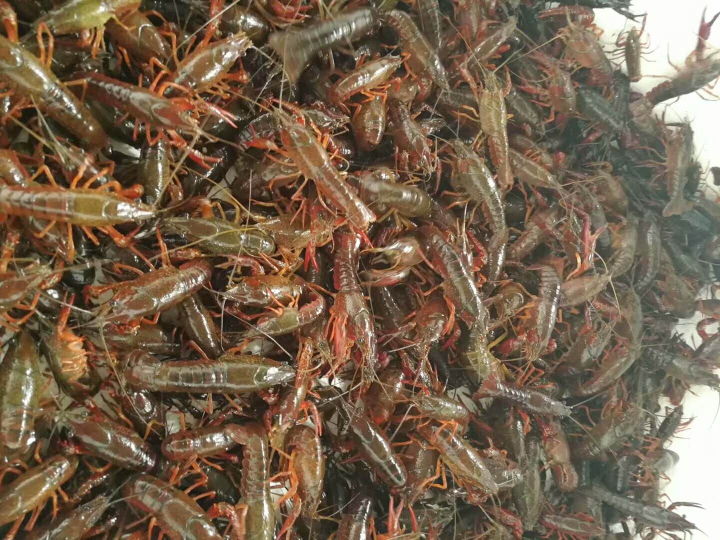 现在小龙虾苗价格小龙虾如何养殖小龙虾养殖技术小龙虾苗批发价格