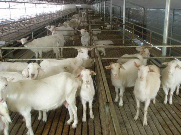 呼和浩特市母羊养殖示范场