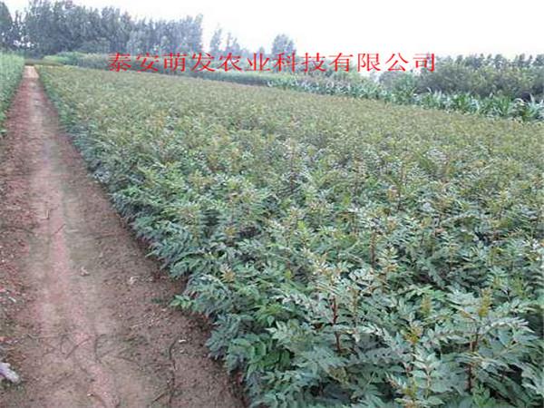 大红袍花椒苗价格 品种众多-欢迎选购