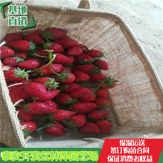 红河州草莓苗京桃香草莓苗批发价格