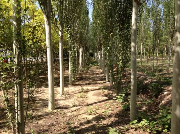 新疆杨树种植方法