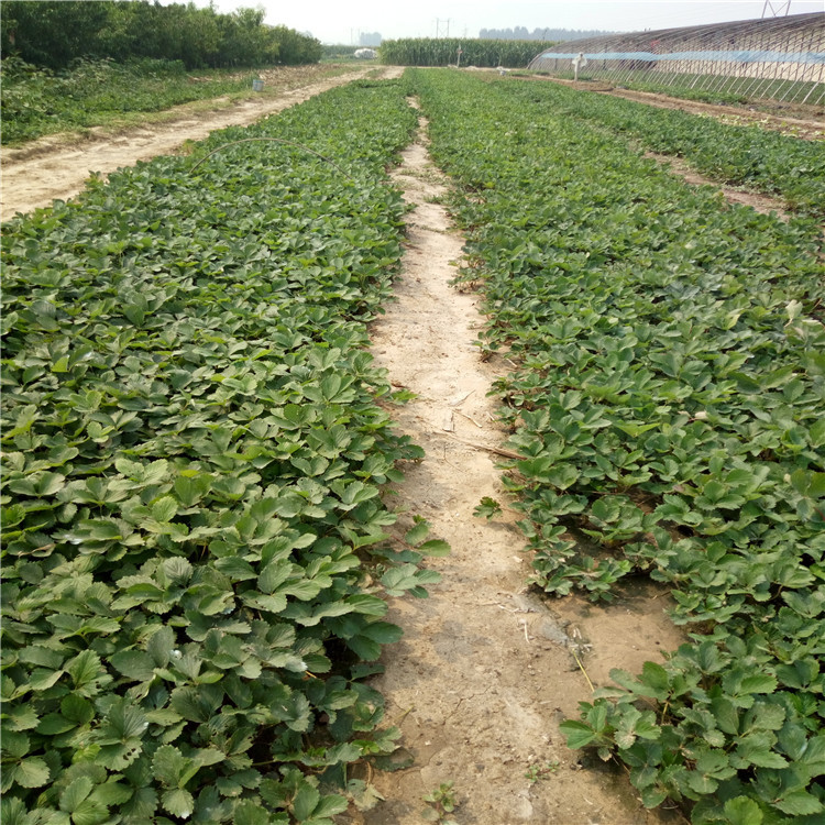 深圳市草莓苗奶油草莓苗格多少钱