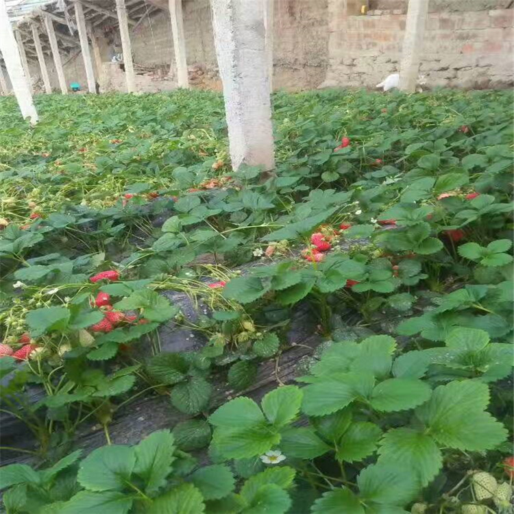 广安市草莓苗菠萝草莓苗批发价格
