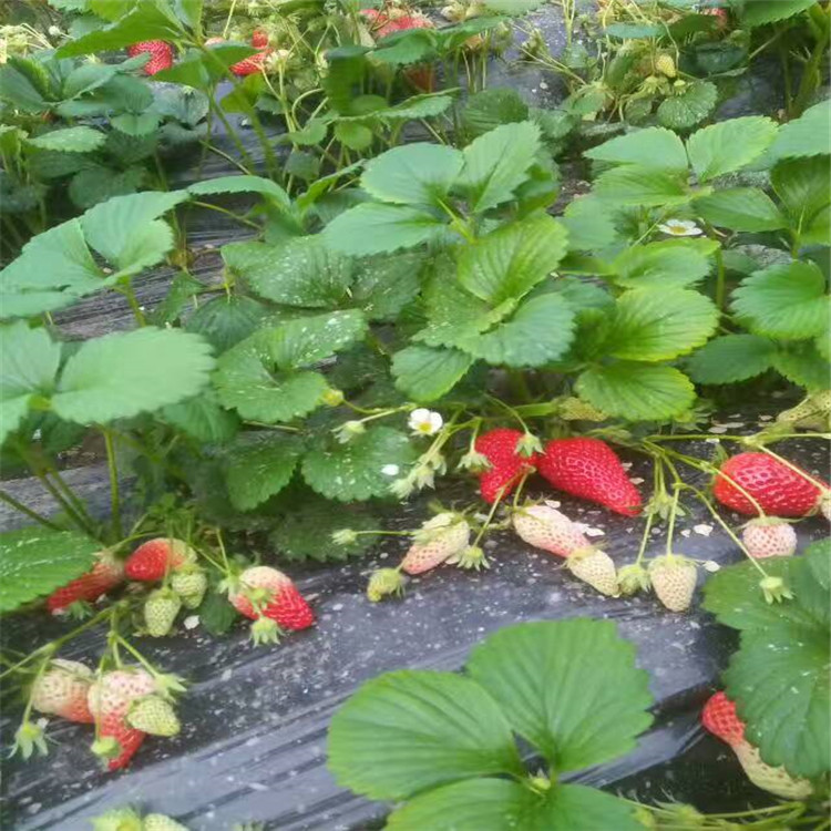 临沧市草莓苗奶油草莓苗格多少钱