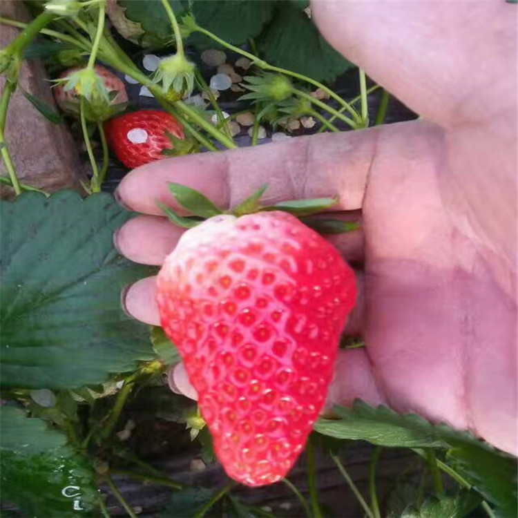 普洱市草莓苗法兰地草莓苗批发价格