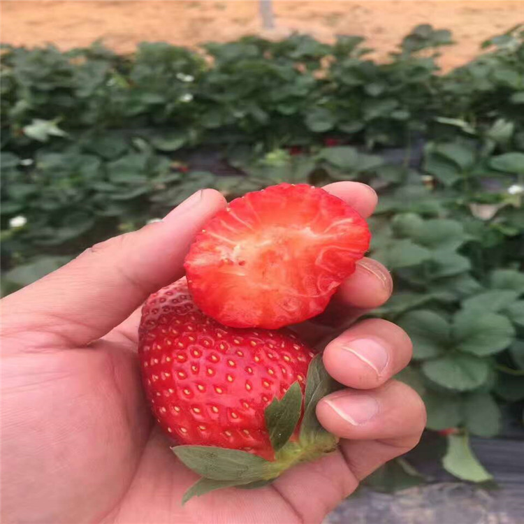 普洱市草莓苗法兰地草莓苗格多少钱