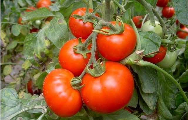 汝州市西红柿专业种植