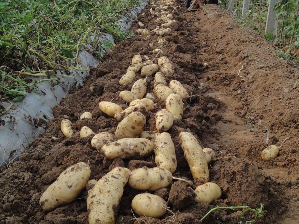汝州市土豆专业种植