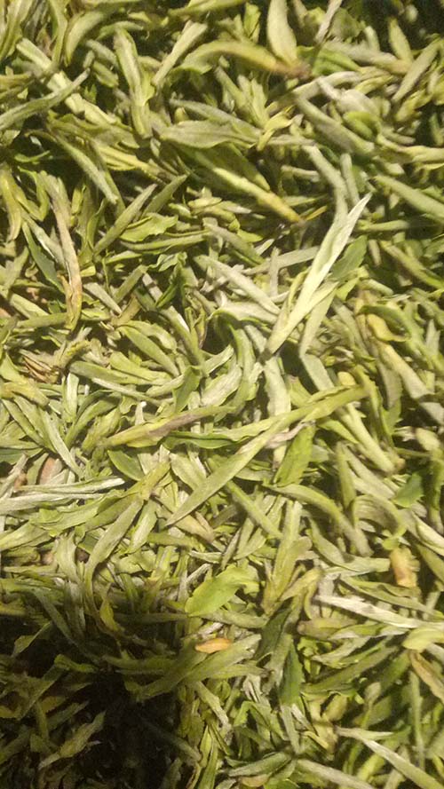 金寨县黄芽茶叶种植找哪家