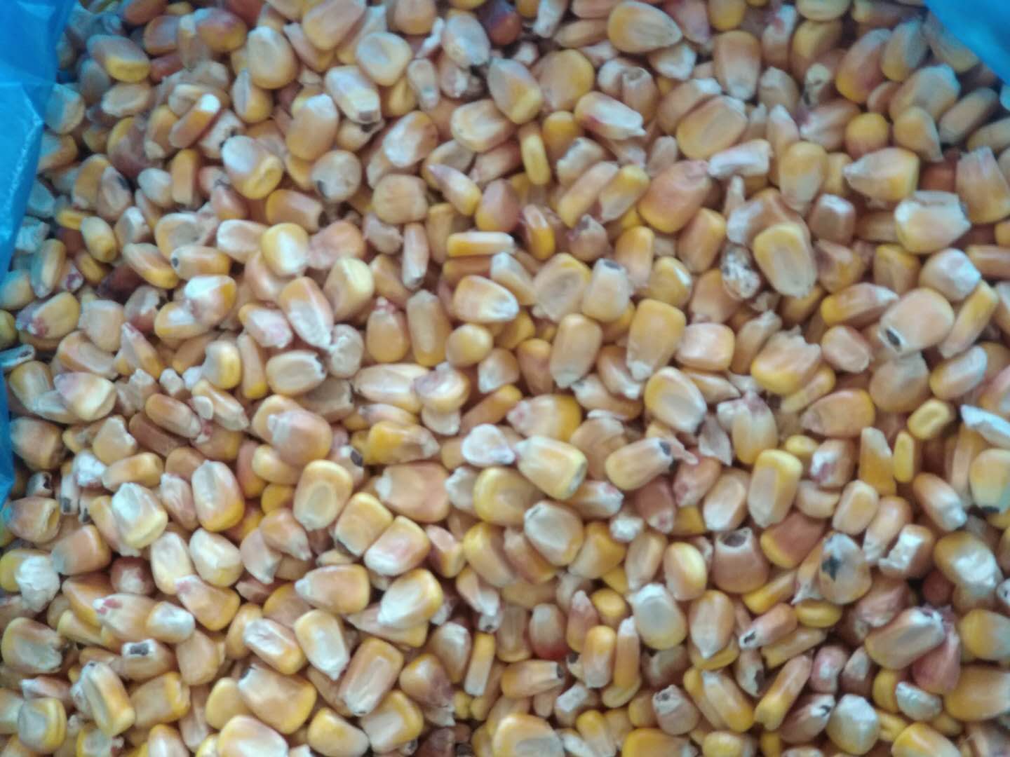 宁安玉米种植制造