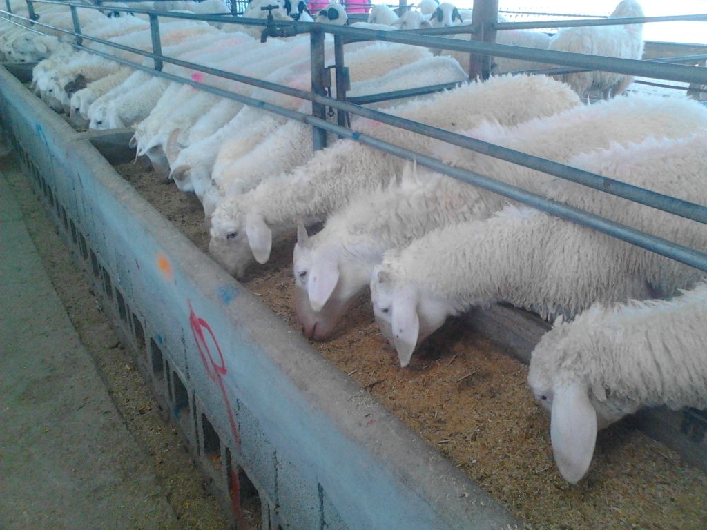 丰镇市羊养殖场