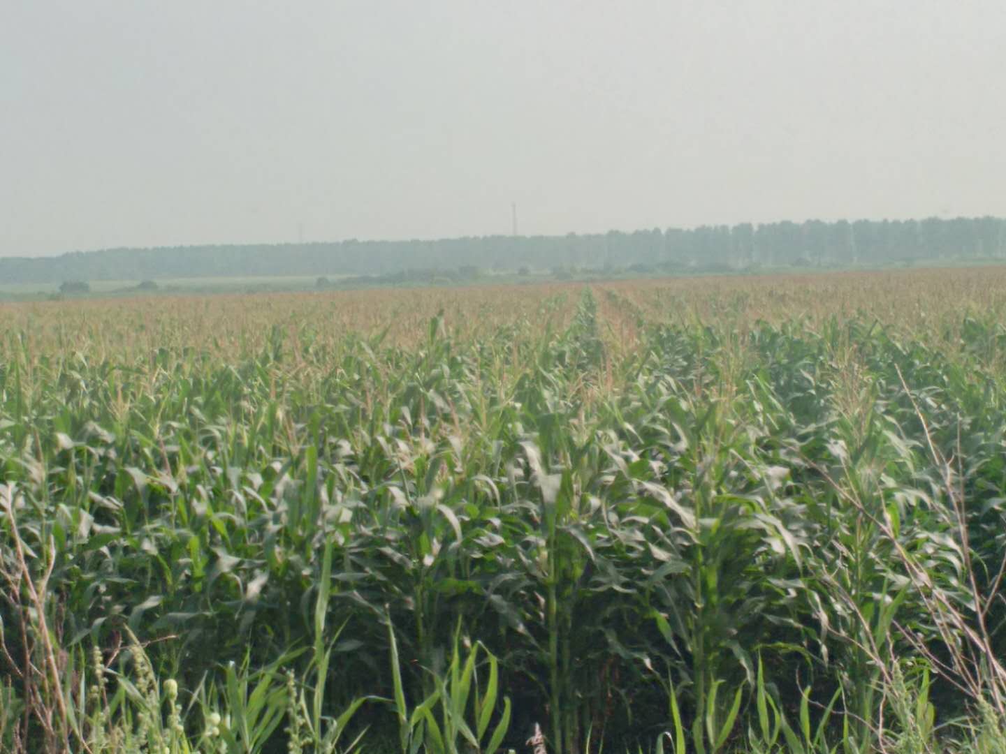 农垦玉米种植