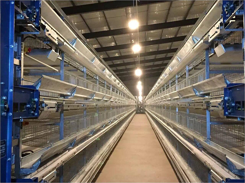 张氏畜牧，全自动养鸡设备厂家