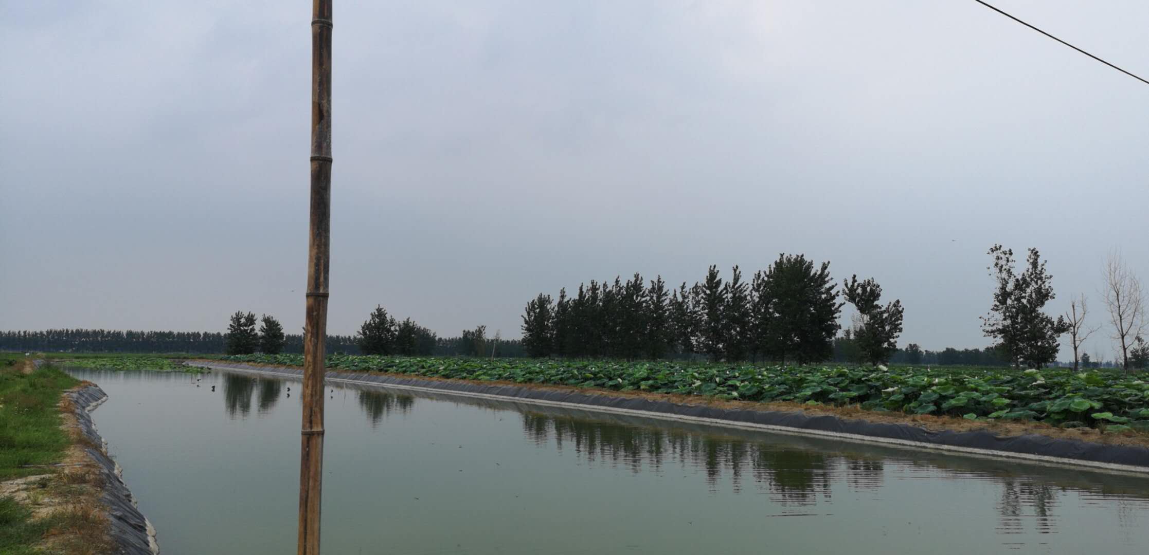 怀远县蔬菜种植