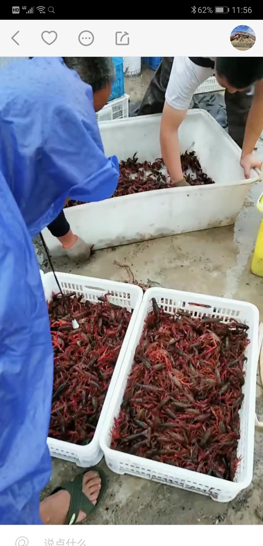 怀远龙虾生产制造