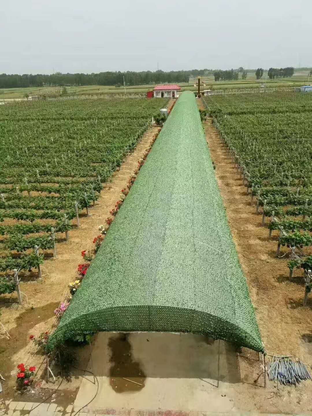 方城县葡萄专业种植