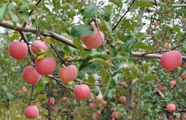 方城县苹果树专业种植