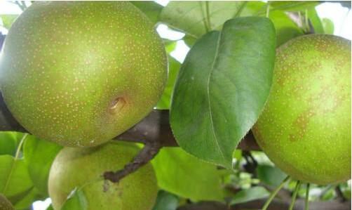 邓州市梨树专业种植