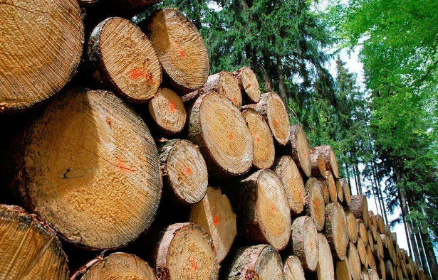东南亚欧美非洲进口木及木制类产品专题——进口原木的报关