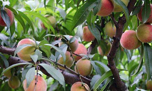 邓州市桃树专业种植