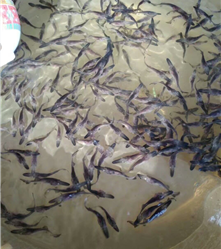 泥鳅养殖技术优质中国台湾泥鳅苗批发价格的泥鳅苗好 龙源水产养殖基地批发各类优质种苗