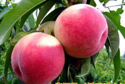 桃树苗品种种类