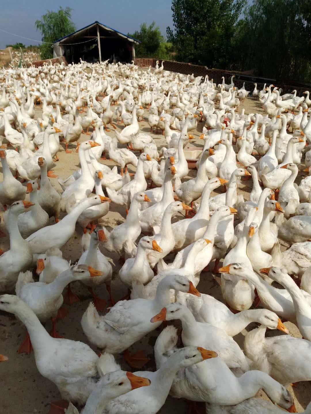 寿县粮食种植合作社鸭子养殖