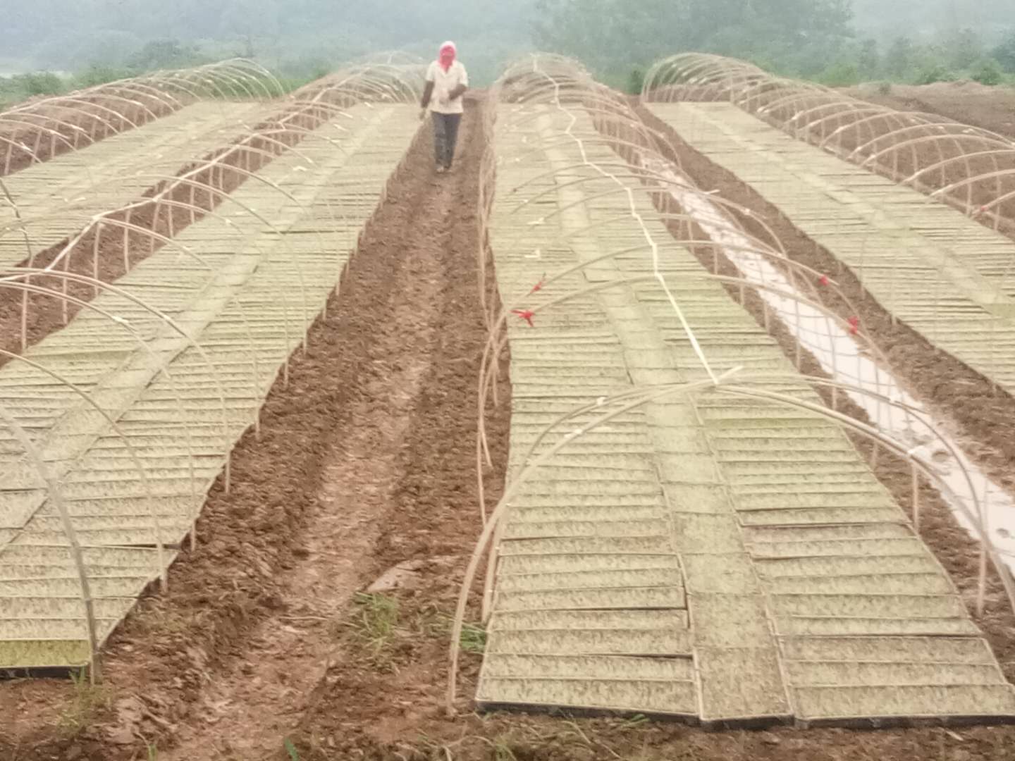 含山县谷物种植哪家强