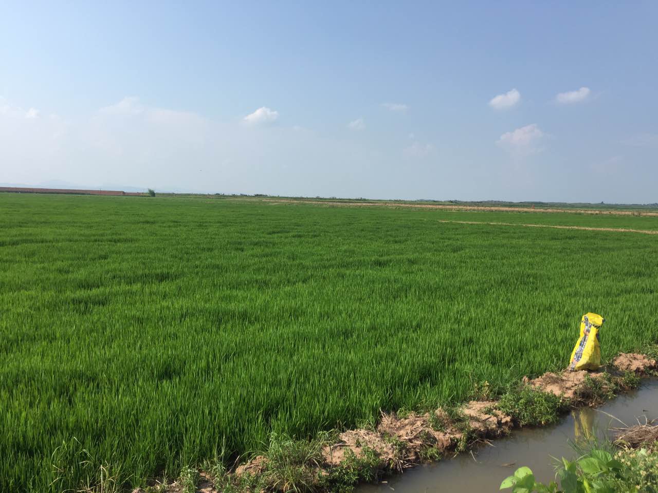 望江县水稻种植哪家强