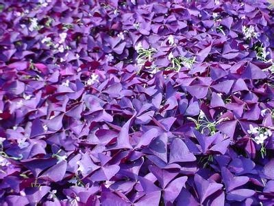 绿之洲紫叶酢浆草种球苗圃批发指导种植