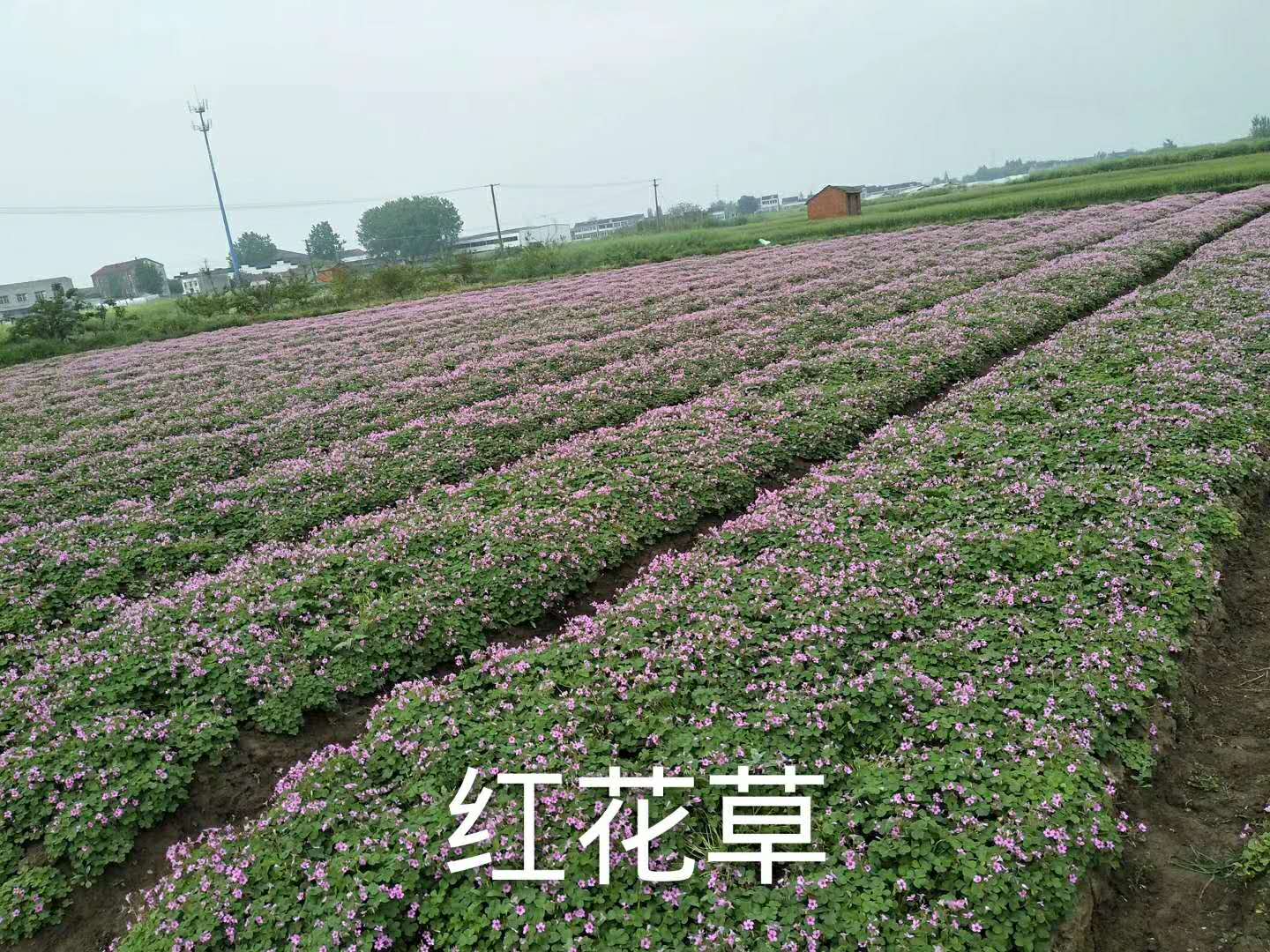 晋中紫叶醡浆草如何种植