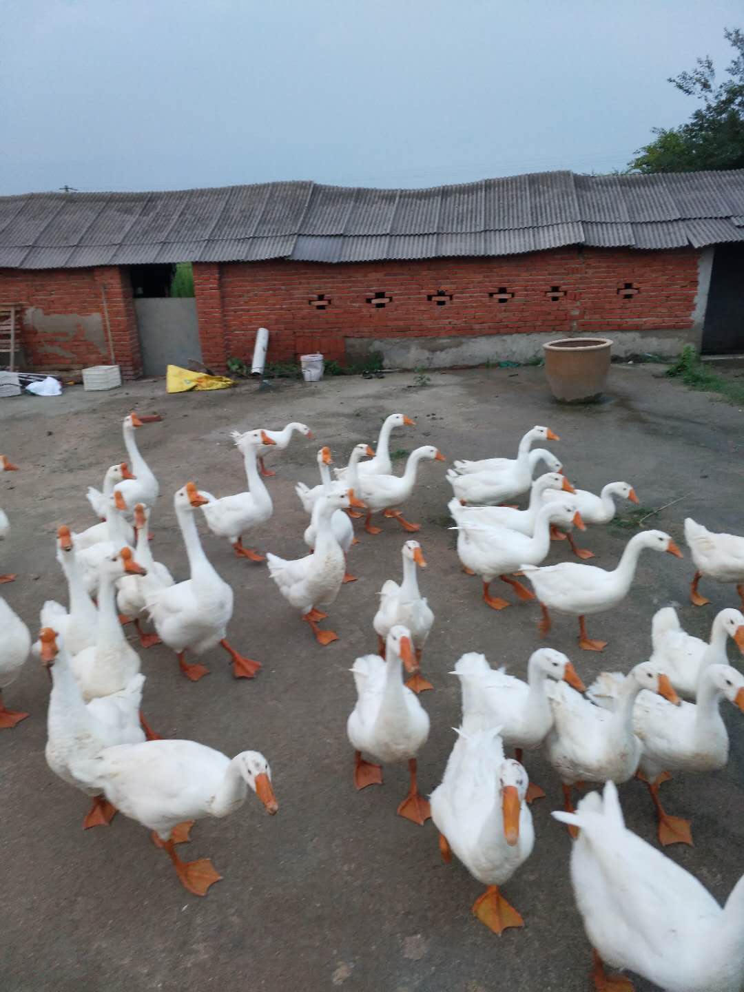 肥东县家庭农场家禽养殖销售