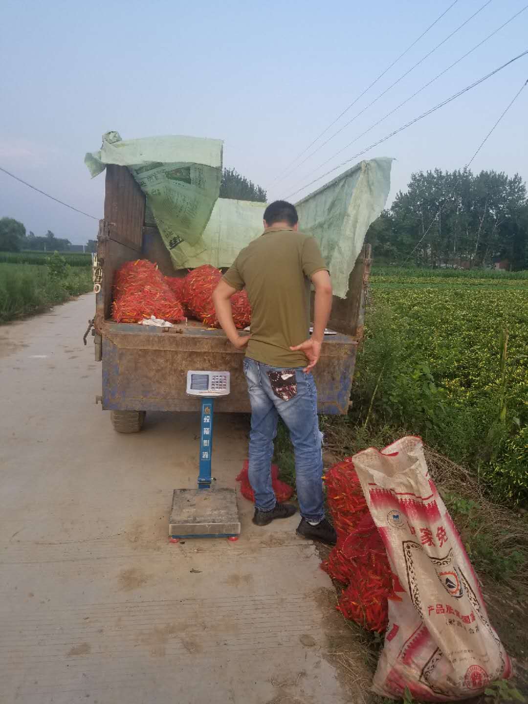 谯城区蔬菜销售-亳州市谯城区芪中种植专业合作社