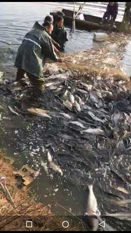 襄阳有大型淡水鱼养殖基地