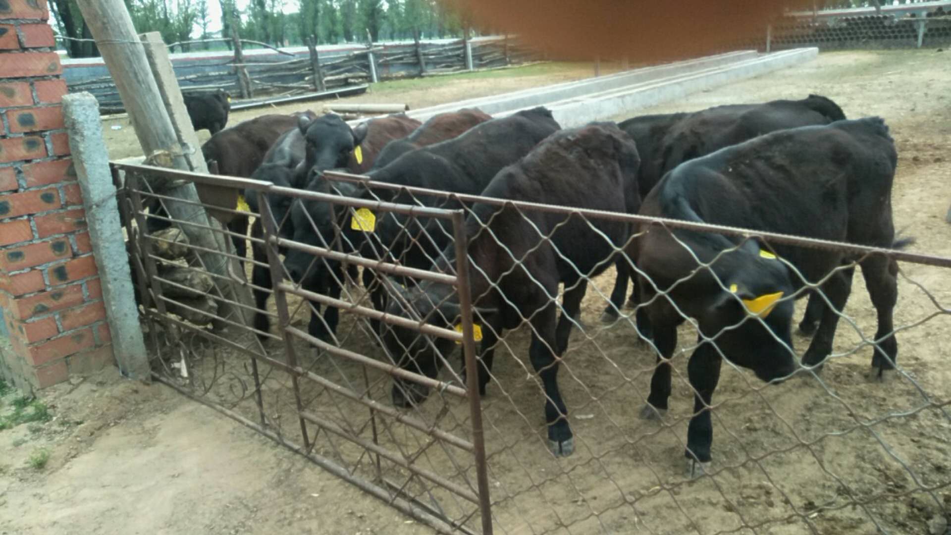 托克托县养牛机构