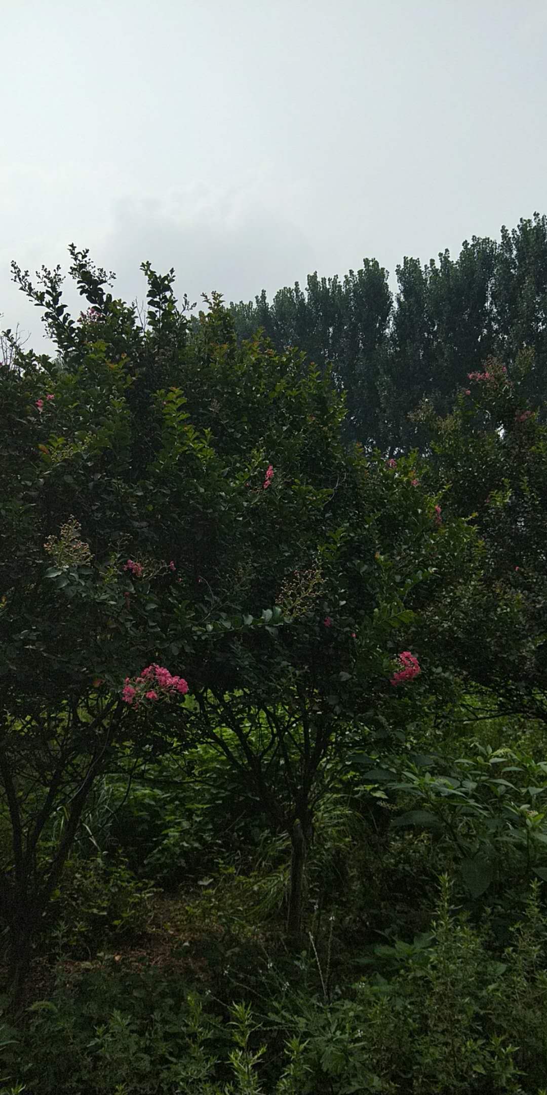 鲁山县串串红树苗供应
