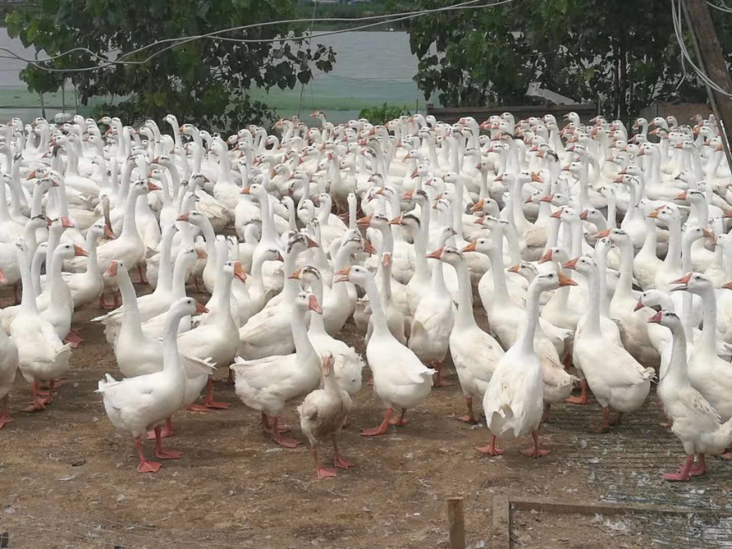 湖北襄阳有价格公道的鹅养殖基地