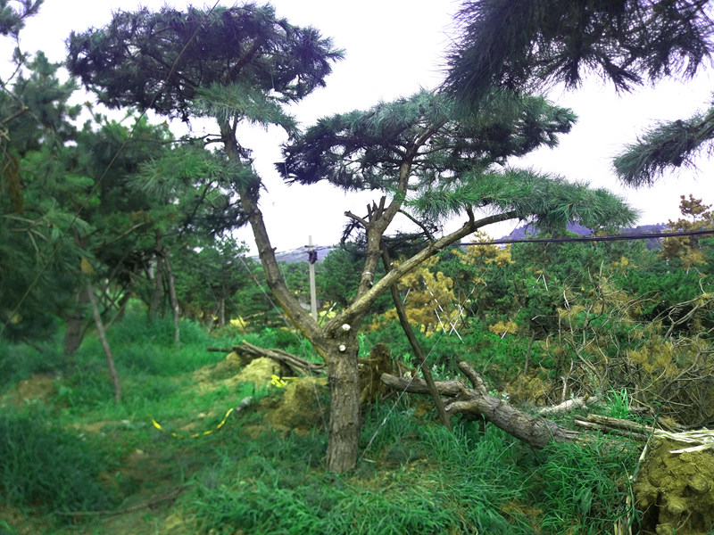 供应造型松造型油松景观松风景松造型黑松平**松迎客松泰山松大规格古松