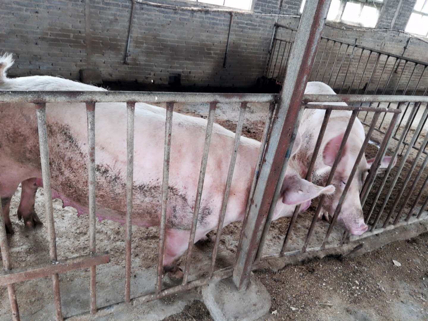 唐山生猪养殖技术