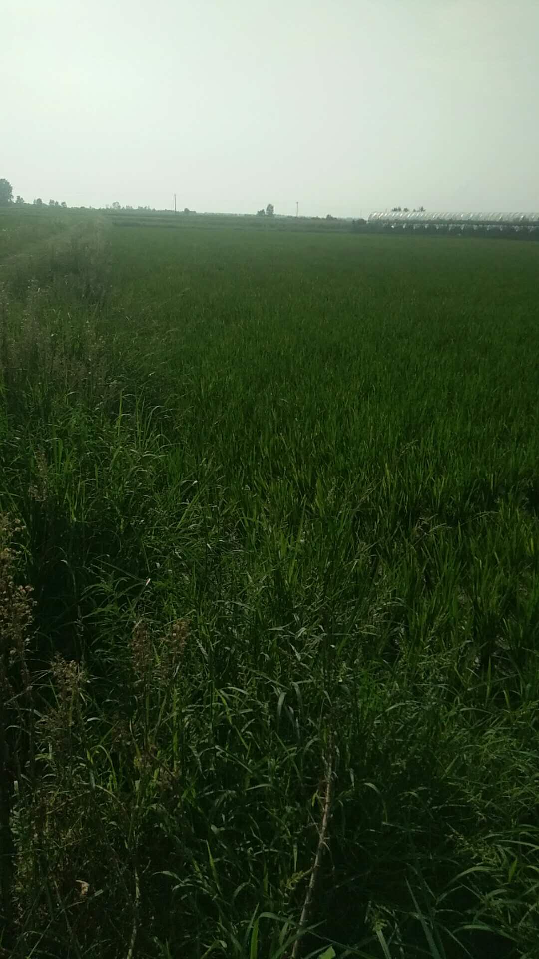 肥西县家庭农场水稻种植
