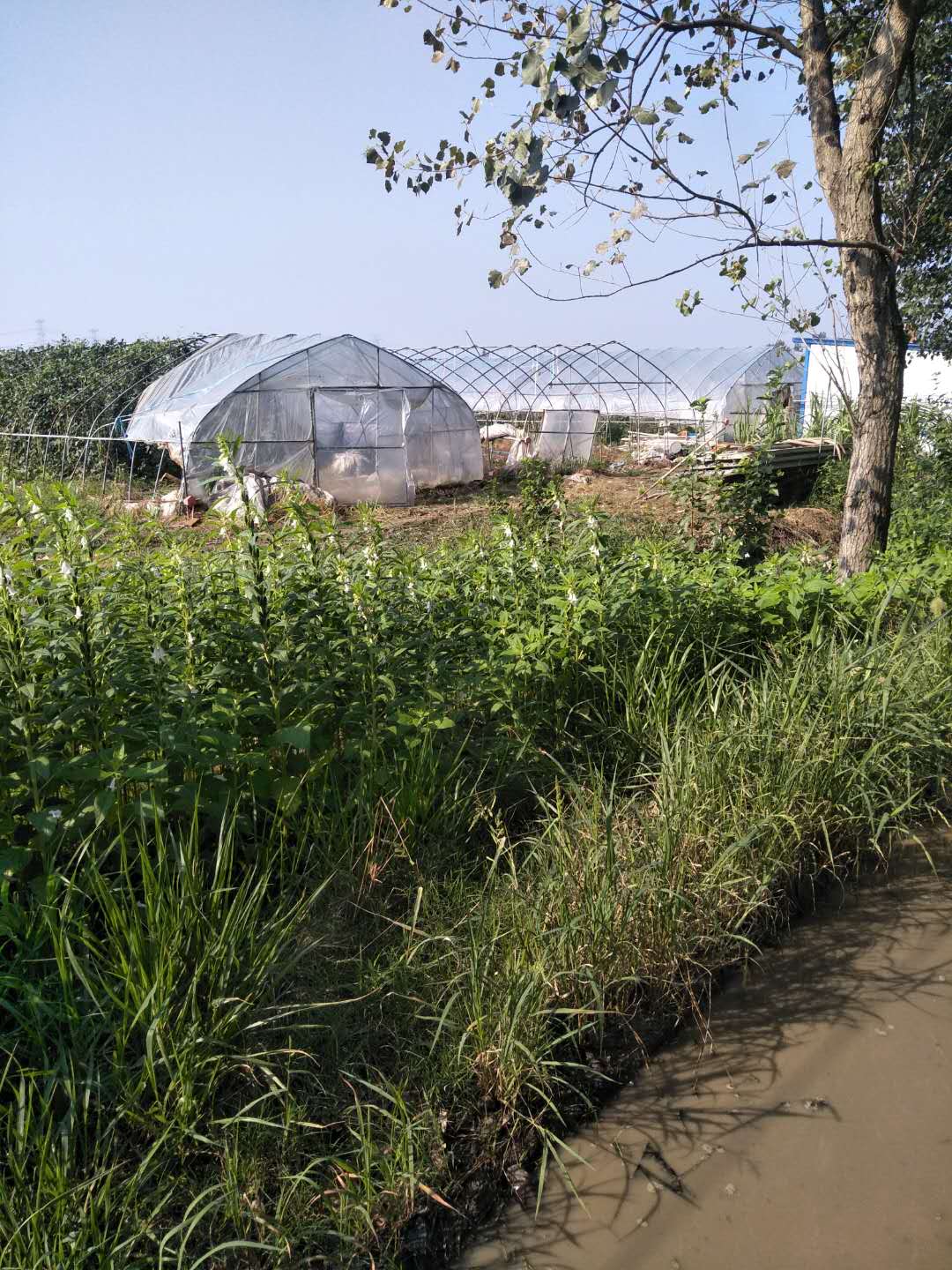 潘集区托管种植-潘集区高皇柳河生态家庭农场