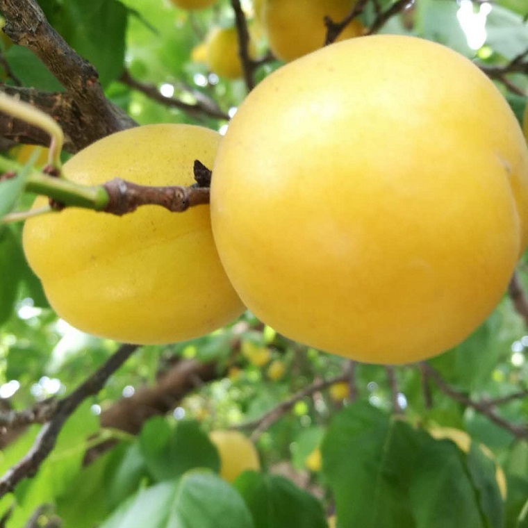 杏树苗品种香杏树苗价格