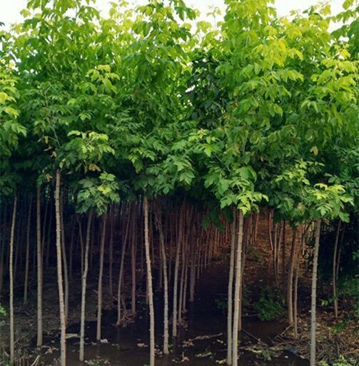 山东青州金叶复叶槭苗木供应基地，金叶复叶槭小苗供应基地