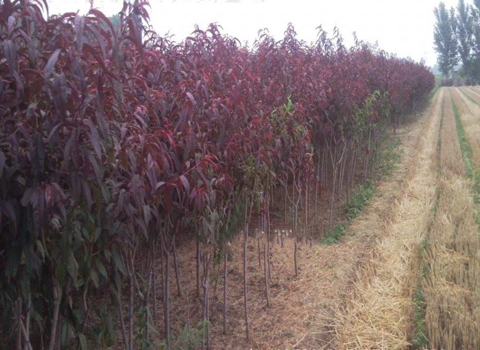 山东潍坊红叶碧桃种植基地大量低价出售7-12cm红叶碧桃苗子