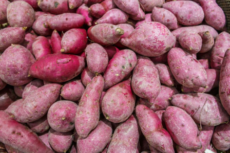 方城县红薯专业销售