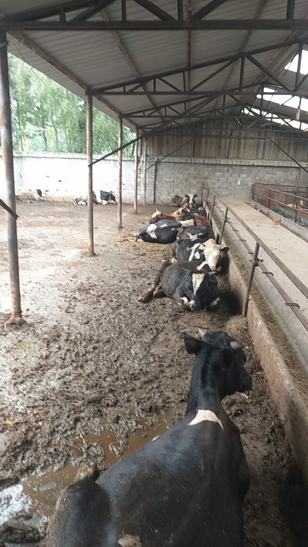 唐山肉牛养殖场