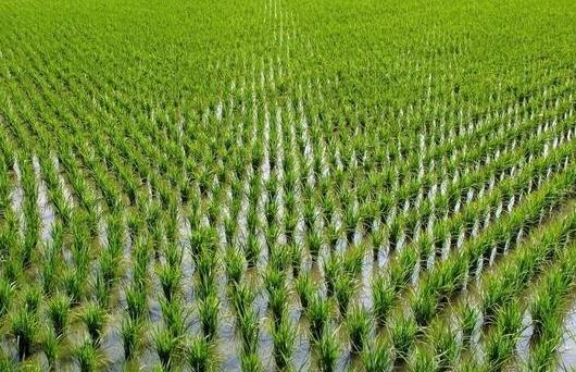 颍上县水稻销售-颍上县翠竹家庭农场