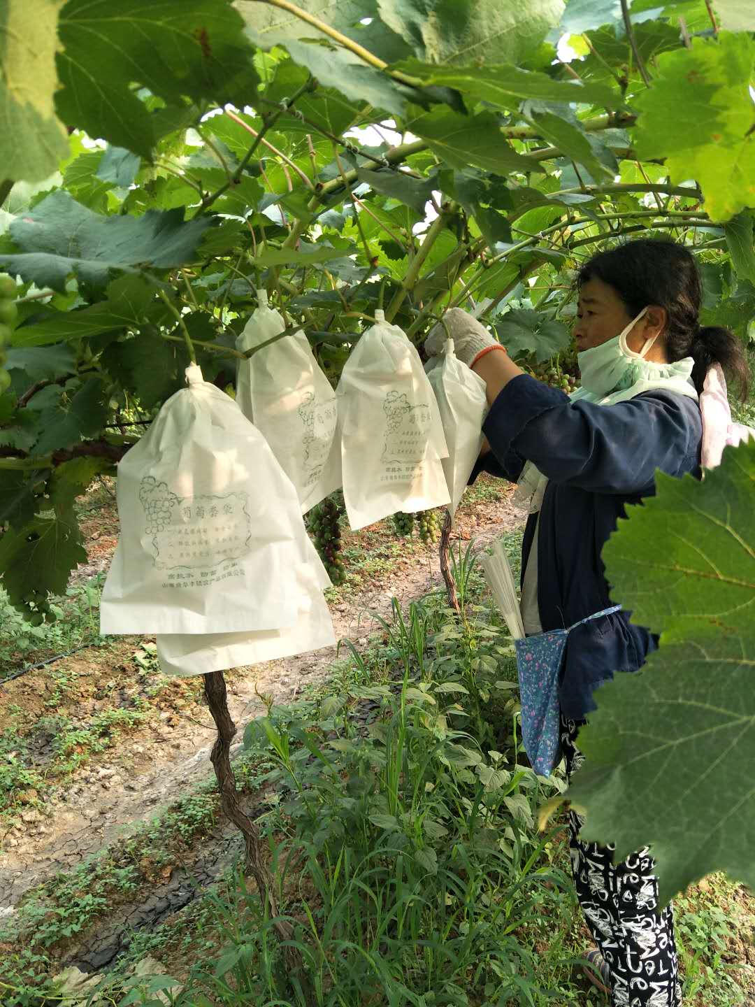 叶县葡萄专业种植