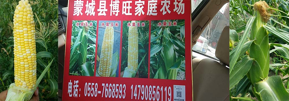 水果玉米的形态特征以及主要价值